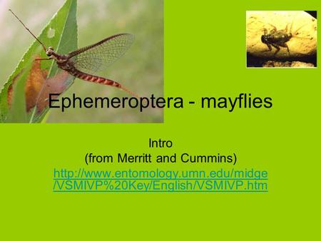 Ephemeroptera - mayflies