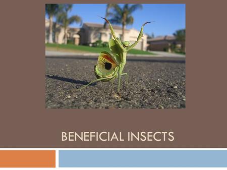 BENEFICIAL INSECTS. Predatory Mites Order Acari Family Phytoseiidae Life History: Several families; phytoseiids are used in agriculture and horticulture.