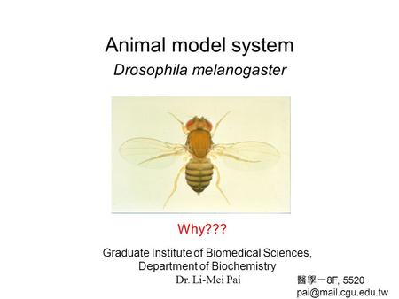 Animal model system Drosophila melanogaster