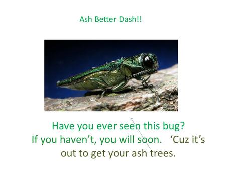 Ash Better Dash!! Have you ever seen this bug? If you haven’t, you will soon. ‘Cuz it’s out to get your ash trees.