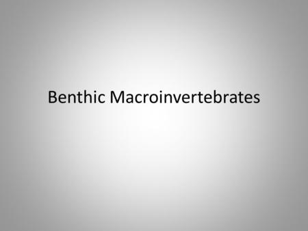 Benthic Macroinvertebrates. Requirements- 2 page word document Pictures of macroinvertebrates description Where they can be found What they eat and what.