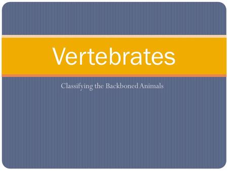 Classifying the Backboned Animals