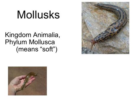 Kingdom Animalia, Phylum Mollusca (means “soft”)