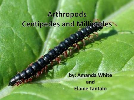 by: Amanda White and Elaine Tantalo What do centipedes and millipedes look like? small animal worm like bodies many legs some are born with all legs.