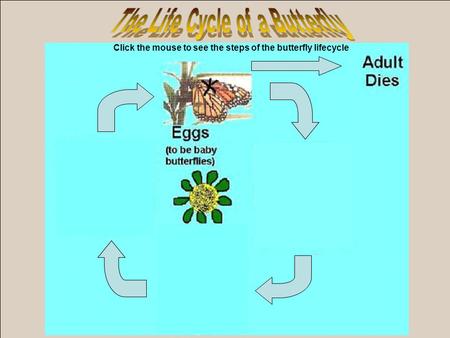 Click the mouse to see the steps of the butterfly lifecycle.