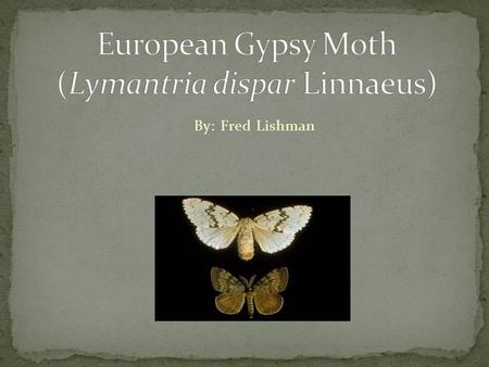 By: Fred Lishman. Native to Europe, Asia, and North Africa. Brought to the US between 1868 and 1869 by Professor L. Trouvelot. To breed hybrid silkworms.