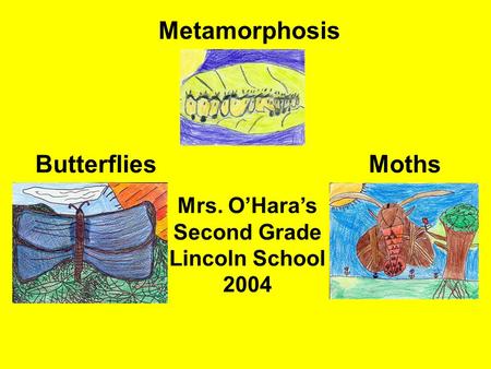 Metamorphosis ButterfliesMoths Mrs. O’Hara’s Second Grade Lincoln School 2004.