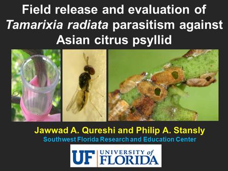 Jawwad A. Qureshi and Philip A. Stansly Southwest Florida Research and Education Center Field release and evaluation of Tamarixia radiata parasitism against.