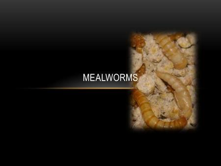 MEALWORMS WILD HABITAT Mealworms live where they are surrounded by what they eat - under rocks, logs, animal burrows and in stored grains.