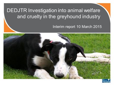 DEDJTR Investigation into animal welfare and cruelty in the greyhound industry Interim report 10 March 2015 PHOTO?