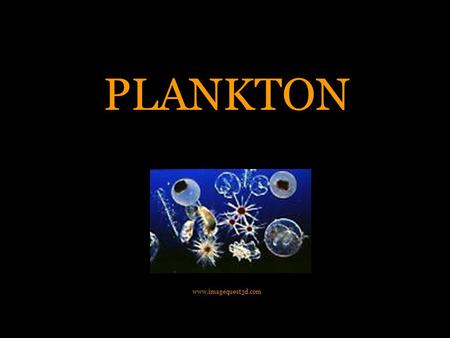 PLANKTON www.imagequest3d.com. What is Plankton? Plankton comes from the Greek word “planktos”, which means to “wander” Animals and Plants that float,