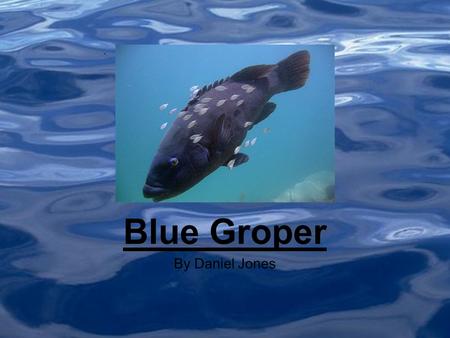 By Daniel Jones Blue Groper. Where they live (As Shown to the right) The Red is where the Eastern Blue Groper lives and the blue is where the Western.