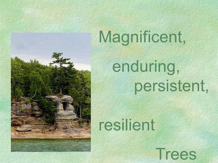 Magnificent, enduring, persistent, resilient Trees.
