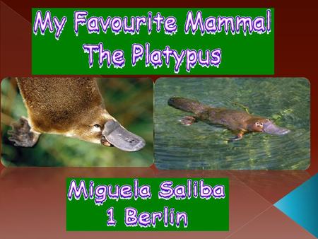  Platypuses live in freshwater, rivers or lakes (In eastern Australia, Tasmania).  They are most active during night time hours.  When swimming the.
