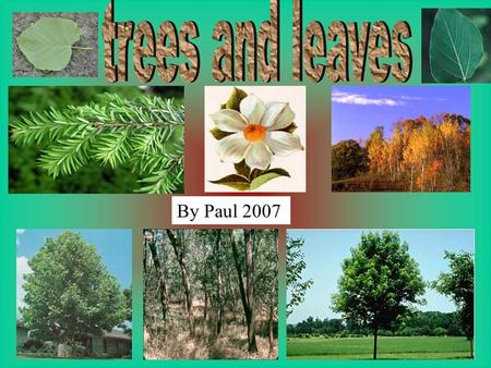 Trees and leaves By Paul 2007.