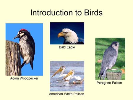 Introduction to Birds Acorn Woodpecker Bald Eagle Peregrine Falcon American White Pelican.