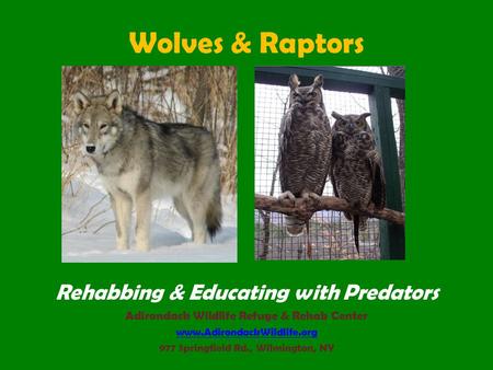 Wolves & Raptors Rehabbing & Educating with Predators Adirondack Wildlife Refuge & Rehab Center www.AdirondackWildlife.org 977 Springfield Rd., Wilmington,