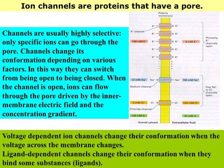 Ion channels are proteins that have a pore. Voltage dependent ion channels change their conformation when the voltage across the membrane changes. Ligand-dependent.