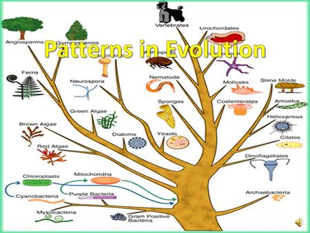 Patterns in Evolution.