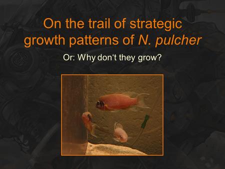 On the trail of strategic growth patterns of N. pulcher Or: Why don‘t they grow?
