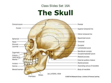 Class Slides Set 16A The Skull. Many changes take place in the skull...