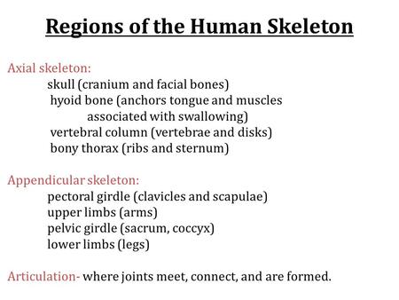 Regions of the Human Skeleton