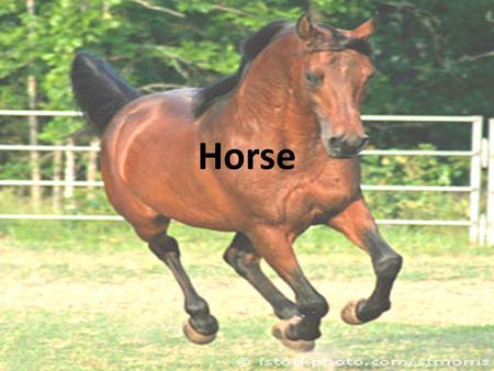 Horse. The Horse is a single-hooved (ungulate) mammal belonging to the taxonomic family Equidae. The horse has evolved over the past 45 to 55 million.