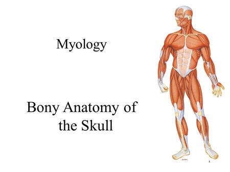 Bony Anatomy of the Skull