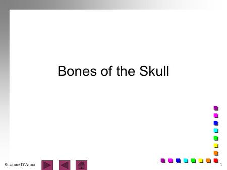 Bones of the Skull.