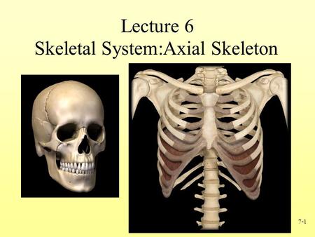 Skeletal System:Axial Skeleton