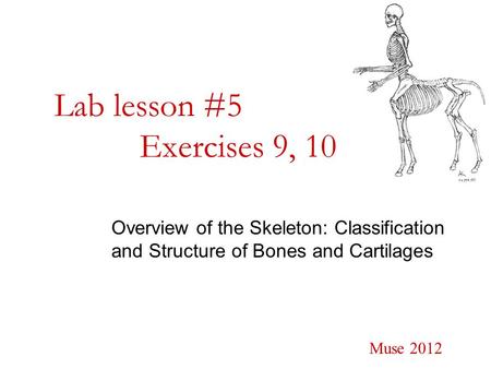 Lab lesson #5 Exercises 9, 10 Overview of the Skeleton: Classification and Structure of Bones and Cartilages Muse 2012.