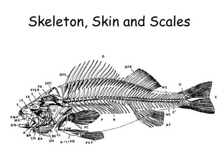 Skeleton, Skin and Scales. Skull Evolutionary tendency Fusion of skull bones evolutionary time High # bones Low # bones.