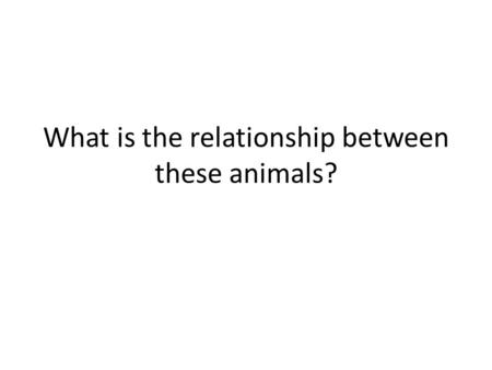 What is the relationship between these animals?.