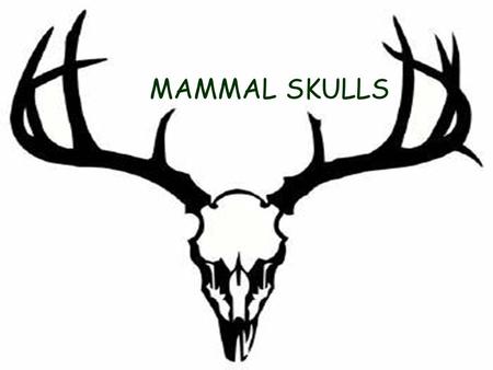 MAMMAL SKULLS. GENERAL CLASSIFICATION CARNIVORE  Obtains energy from flesh of other animals.