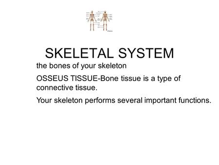 SKELETAL SYSTEM the bones of your skeleton