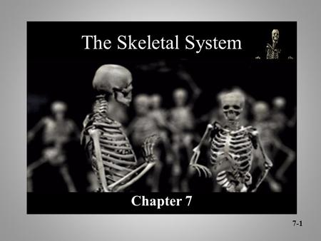 The Skeletal System Chapter 7 7-1.