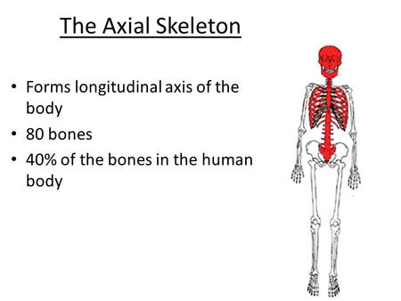 The Axial Skeleton Forms longitudinal axis of the body 80 bones