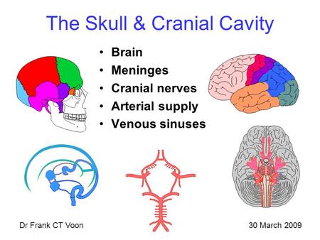 The Skull & Cranial Cavity