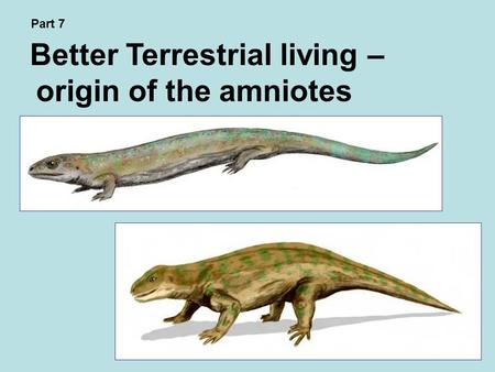 Better Terrestrial living – origin of the amniotes Part 7.