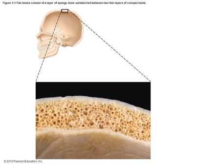 Figure 5.1 Flat bones consist of a layer of spongy bone sandwiched between two thin layers of compact bone.