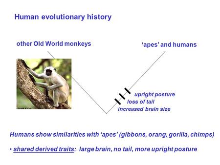 Human evolutionary history Humans show similarities with ‘apes’ (gibbons, orang, gorilla, chimps) shared derived traits: large brain, no tail, more upright.
