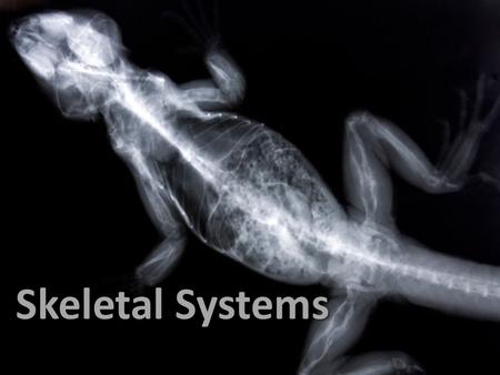 Skeletal Structure Skeletal Systems Skeletal Systems.