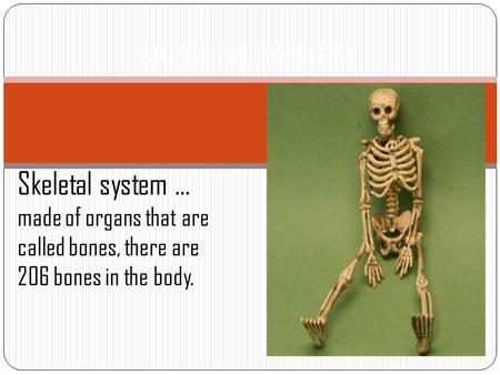 SKELETAL SYSTEM Skeletal system … made of organs that are called bones, there are 206 bones in the body.