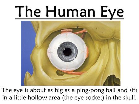 The Human Eye The eye is about as big as a ping-pong ball and sits in a little hollow area (the eye socket) in the skull.