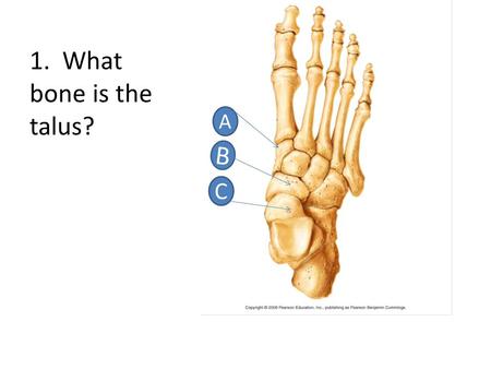 1. What bone is the talus? A B C. C 2. Which letter points to the intermediate cuniform? B A C.