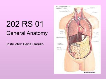 202 RS 01 General Anatomy Instructor: Berta Carrillo.