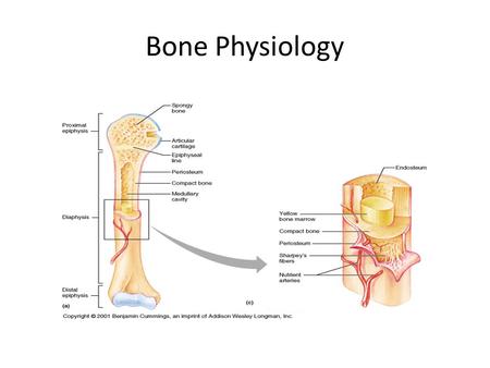 Bone Physiology.