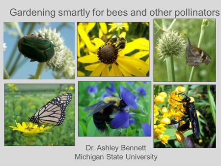 Gardening smartly for bees and other pollinators Dr. Ashley Bennett Michigan State University.