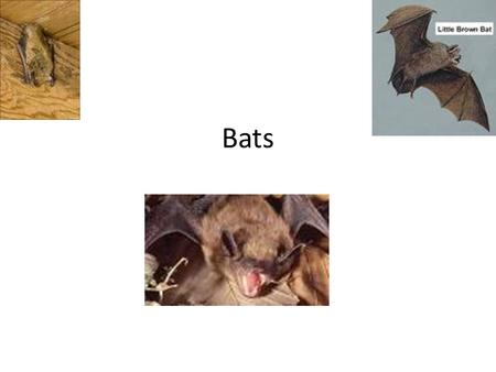 Bats. bio Bats are the only flying mammals (others may glide) Wings are made of skin stretched between very long forearm and finger bones, extending back.