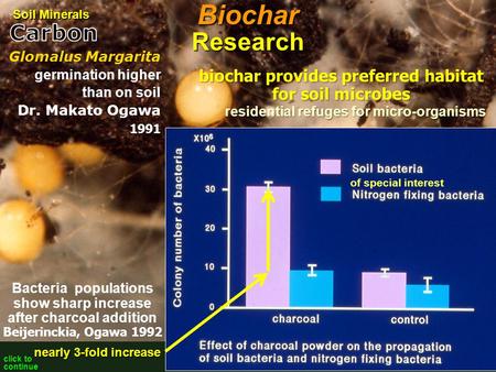Bacteria populations show sharp increase after charcoal addition Beijerinckia, Ogawa 1992 residential refuges for micro-organisms Glomalus Margarita germination.
